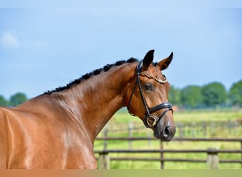 Oldenburg, Gelding, 4 years, 16.3 hh, Brown