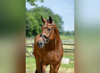 Oldenburg, Gelding, 4 years, 16.3 hh, Brown