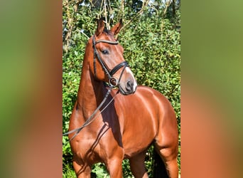 Oldenburger, Wallach, 4 Jahre, 16,3 hh, Brauner