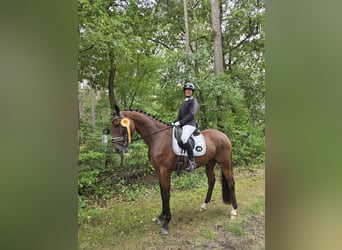 Oldenburg, Gelding, 4 years, 16.3 hh, Brown