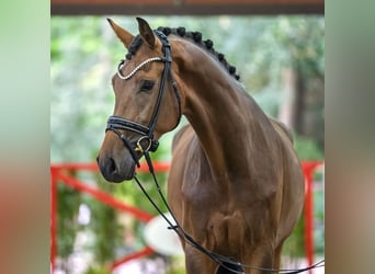 Oldenburg, Gelding, 4 years, 16.3 hh, Brown