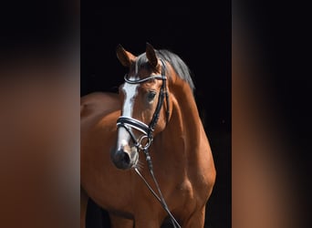 Oldenburg, Gelding, 4 years, 16.3 hh, Brown