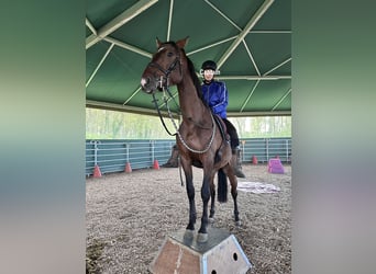 Oldenburg, Gelding, 4 years, 16.3 hh, Brown