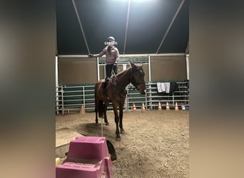 Oldenburg, Gelding, 4 years, 16.3 hh, Brown