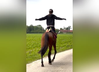 Oldenburg, Gelding, 4 years, 16.3 hh, Brown