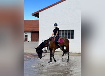 Oldenburg, Gelding, 4 years, 16.3 hh, Brown