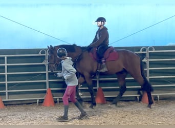 Oldenburg, Gelding, 4 years, 16.3 hh, Brown