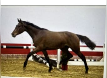 Oldenburg, Gelding, 4 years, 16.3 hh, Brown