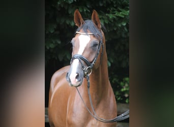 Oldenburg, Gelding, 4 years, 16.3 hh, Chestnut