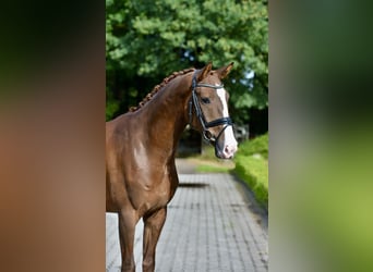 Oldenburg, Gelding, 4 years, 16.3 hh, Chestnut