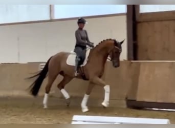 Oldenburg, Gelding, 4 years, 16,3 hh, Chestnut-Red