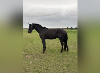 Oldenburg, Gelding, 4 years, 16.3 hh, Smoky-Black