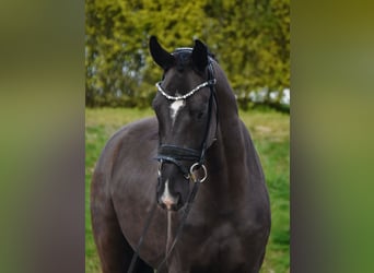 Oldenburg, Gelding, 4 years, 16 hh, Black
