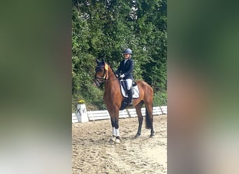 Oldenburg, Gelding, 4 years, 16 hh, Brown