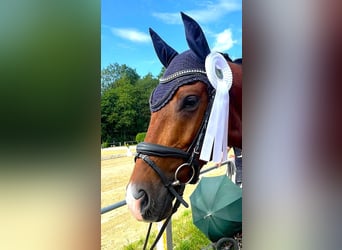 Oldenburg, Gelding, 4 years, 16 hh, Brown