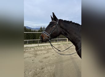 Oldenburg, Gelding, 4 years, 16 hh, Brown