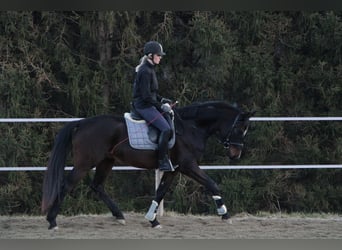 Oldenburg, Gelding, 4 years, 16 hh, Brown