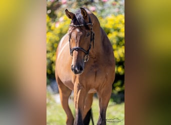 Oldenburg, Gelding, 4 years, 16 hh, Brown-Light
