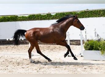 Oldenburg, Gelding, 4 years, 16 hh, Brown