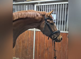 Oldenburg, Gelding, 4 years, 16 hh, Chestnut-Red