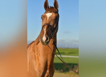Oldenburg, Gelding, 4 years, 16 hh, Chestnut-Red
