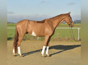 Oldenburg, Gelding, 4 years, 16 hh, Chestnut-Red