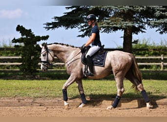 Oldenburg, Gelding, 4 years, 16 hh, Grey-Dapple