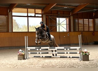 Oldenburg, Gelding, 4 years, 16 hh, Grey