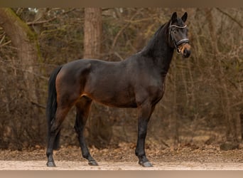 Oldenburg, Gelding, 4 years, 16 hh, Smoky-Black