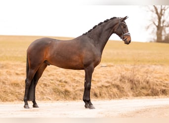 Oldenburg, Gelding, 4 years, 16,1 hh, Bay-Dark