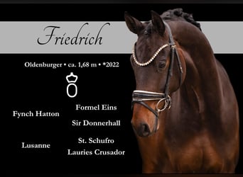 Oldenburg, Gelding, 4 years, 16,1 hh, Bay-Dark