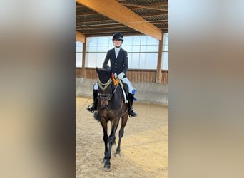 Oldenburg, Gelding, 4 years, 16,1 hh, Bay-Dark