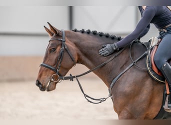 Oldenburg, Gelding, 4 years, 16,1 hh, Bay-Dark