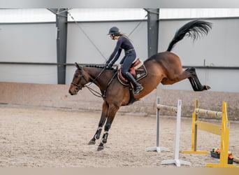 Oldenburg, Gelding, 4 years, 16,1 hh, Bay-Dark