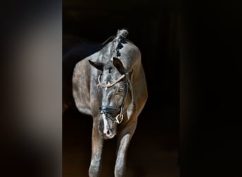 Oldenburg, Gelding, 4 years, 16,1 hh, Black