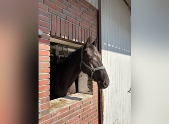 Oldenburg Mix, Gelding, 4 years, 16,1 hh, Black