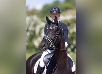 Oldenburg, Gelding, 4 years, 16,1 hh, Black