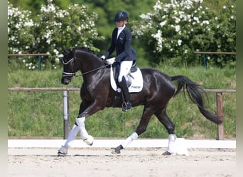 Oldenburg, Gelding, 4 years, 16,1 hh, Black
