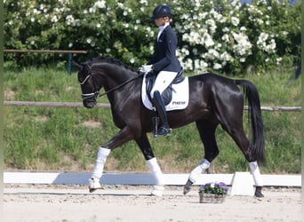 Oldenburg, Gelding, 4 years, 16,1 hh, Black
