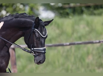 Oldenburg, Gelding, 4 years, 16,1 hh, Black