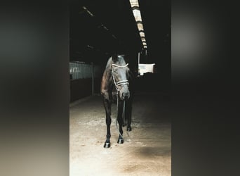 Oldenburg, Gelding, 4 years, 16,1 hh, Black