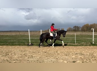 Oldenburg, Gelding, 4 years, 16,1 hh, Black