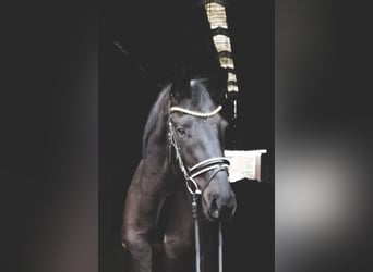 Oldenburg, Gelding, 4 years, 16,1 hh, Black
