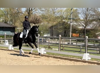 Oldenburg, Gelding, 4 years, 16,1 hh, Black