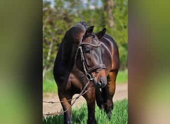 Oldenburg, Gelding, 4 years, 16,1 hh, Brown