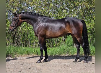 Oldenburg, Gelding, 4 years, 16,1 hh, Brown
