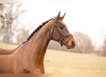 Oldenburg, Gelding, 4 years, 16,1 hh, Brown
