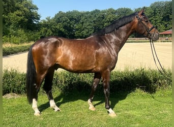 Oldenburg, Gelding, 4 years, 16,1 hh, Brown