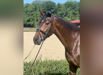 Oldenburg, Gelding, 4 years, 16,1 hh, Brown