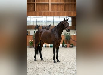 Oldenburg, Gelding, 4 years, 16,1 hh, Brown